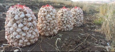 فروش سیر
