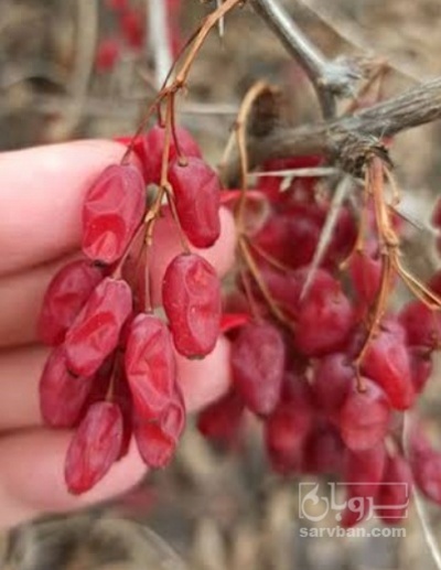 فروش زرشک