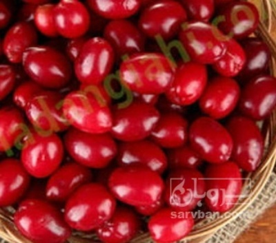 فروش زغال اخته