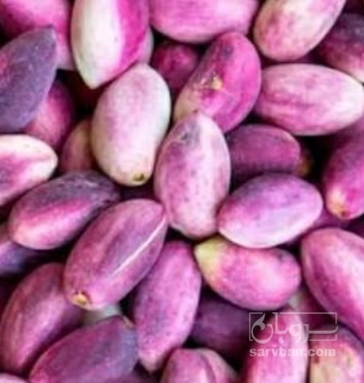 فروش پسته تازه عباسعلی