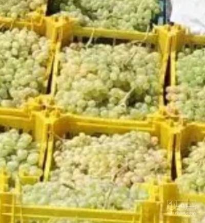 فروش انگور