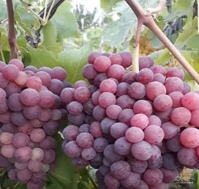 فروش انگور