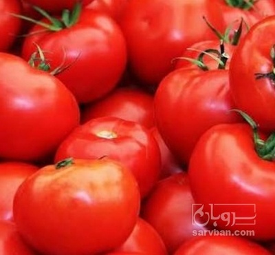 فروش گوجه فرنگی