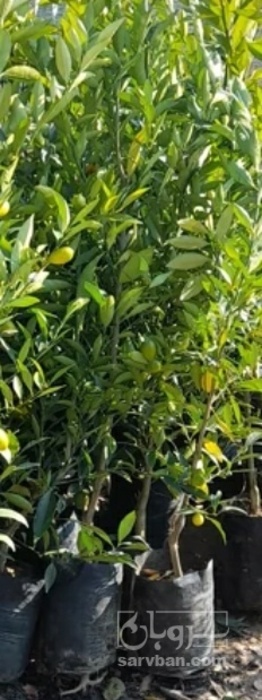 فروش نهال نارنگی