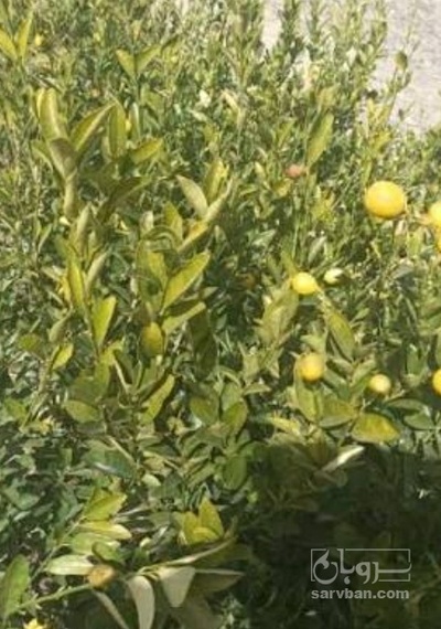 فروش نهال نارنج