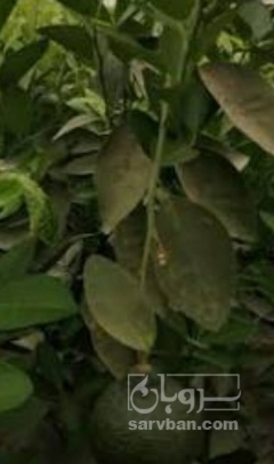 فروش لایمکوات