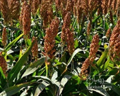 فروش سورگوم (جارو)