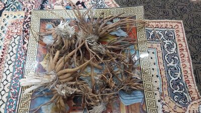 فروش ثعلب (گیاه‌ دارویی)