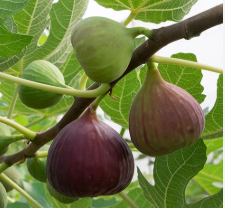 فروش انجیر