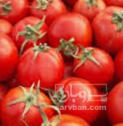 فروش گوجه فرنگی