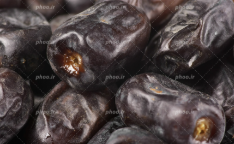 فروش خرما شاهانی