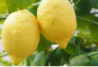فروش لیمو سنگی