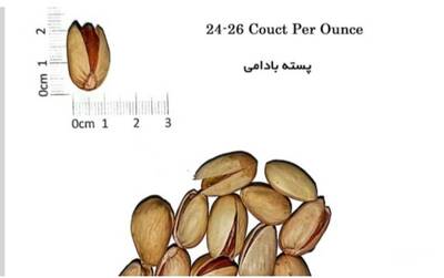 فروش پسته