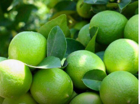 فروش لیمو ترش