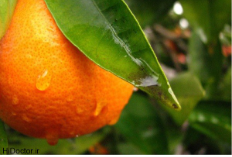 فروش نارنج