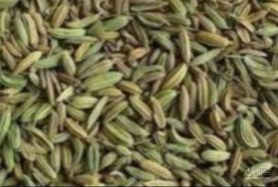 فروش زیره (گیاه‌ دارویی)