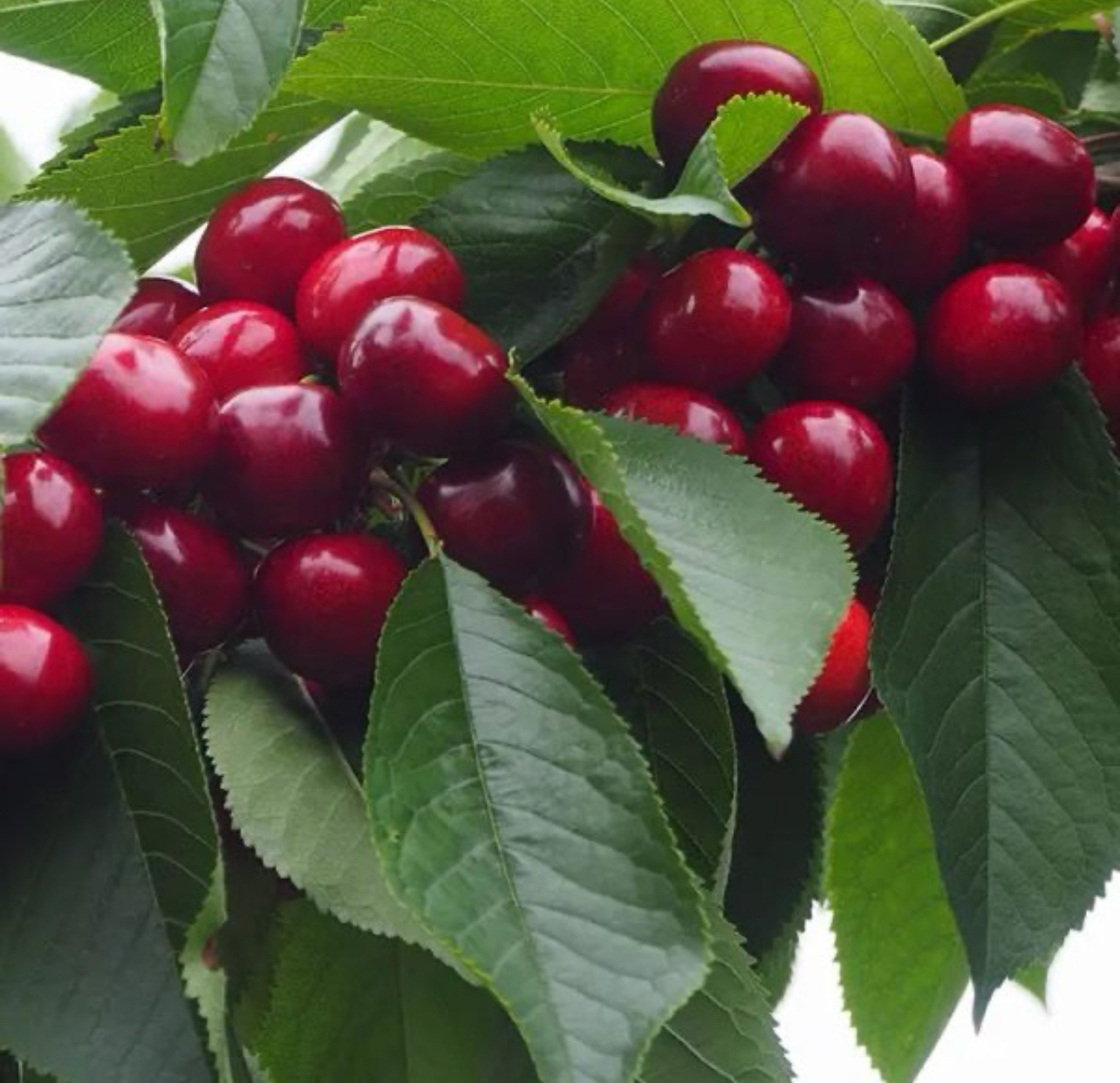 فروش گیلاس