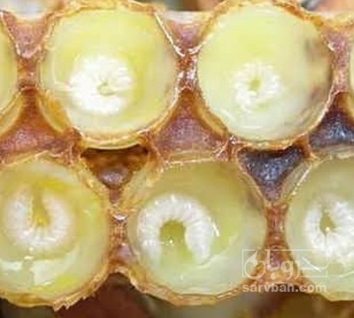 فروش ژل رویال