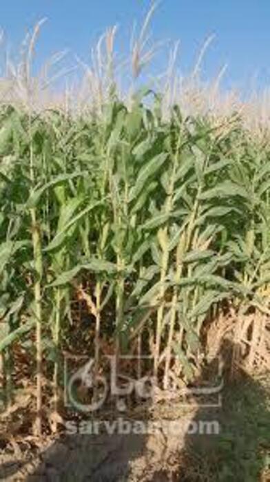 فروش ذرت علوفه ای