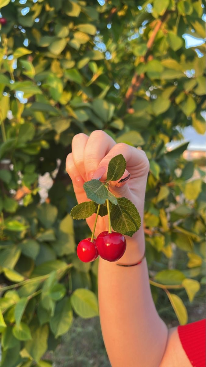 فروش گیلاس