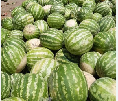 فروش هندوانه