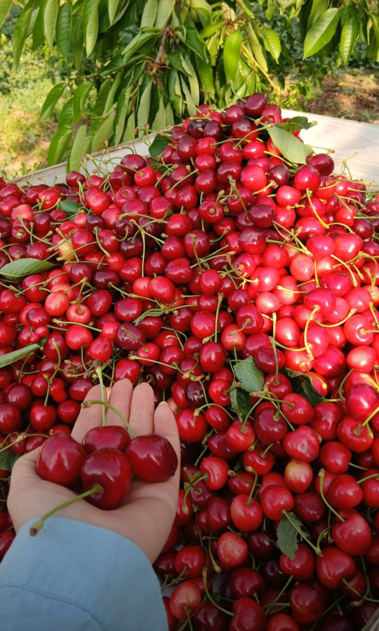 فروش گیلاس