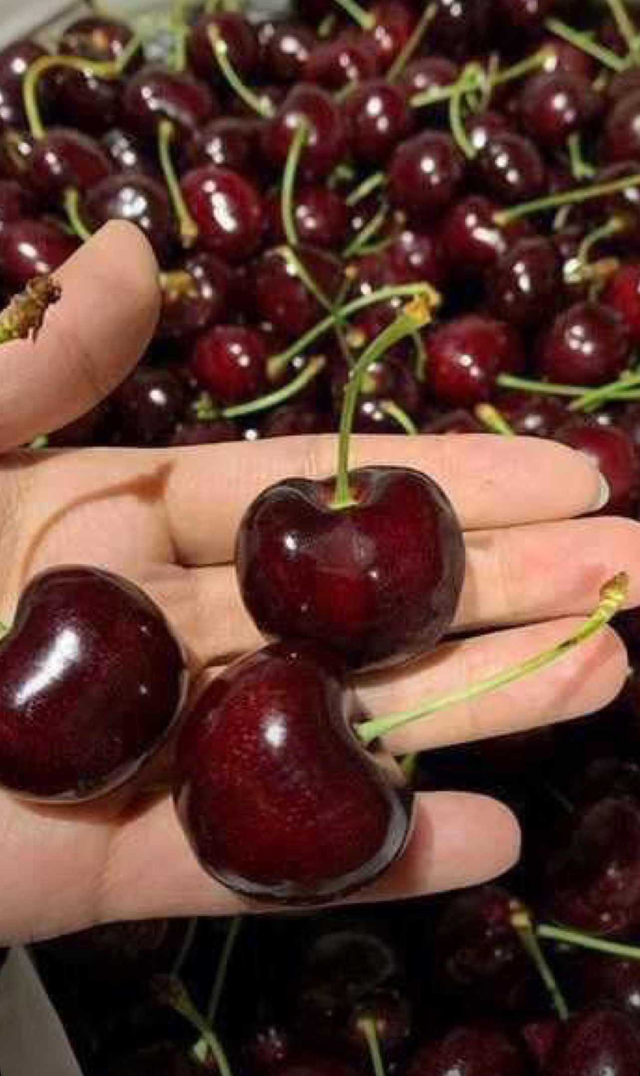 فروش گیلاس