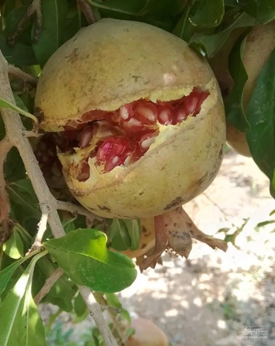 فروش انار