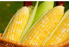 فروش ذرت علوفه ای