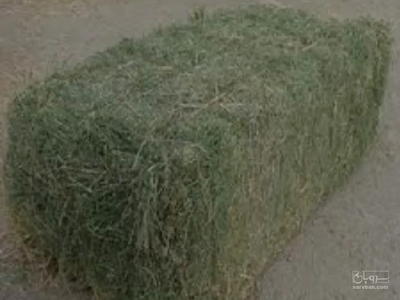 فروش یونجه