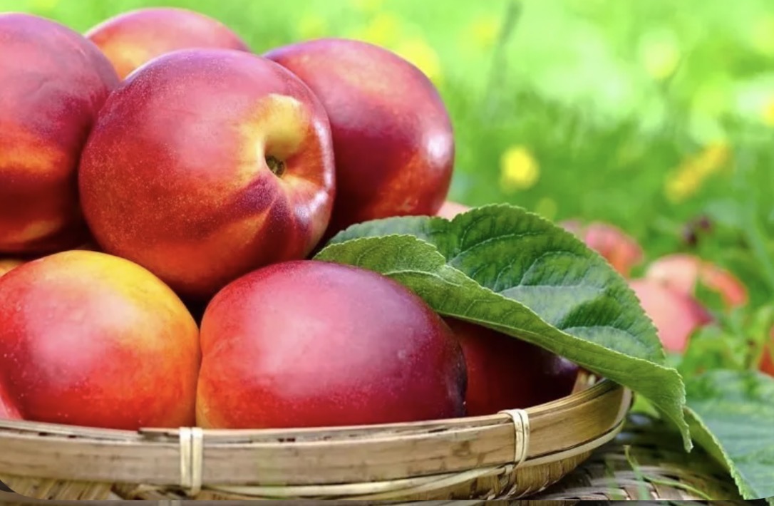 فروش شلیل مغان