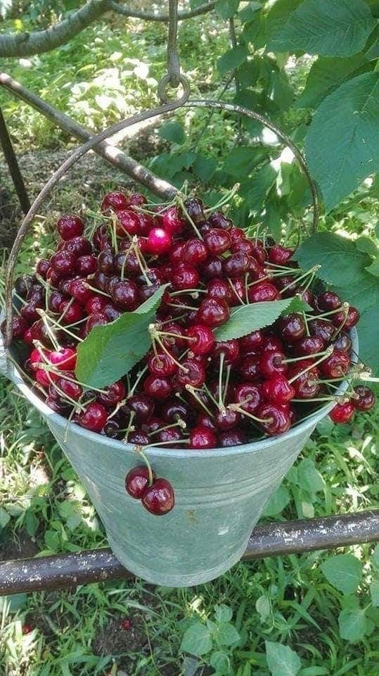 فروش گیلاس