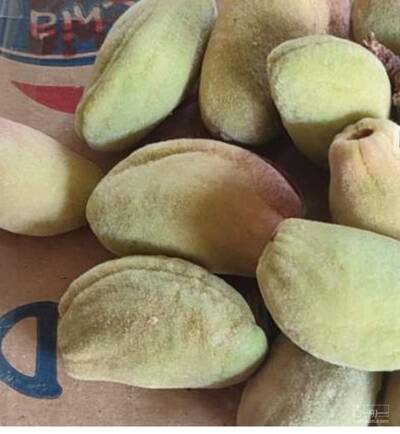 فروش بادام