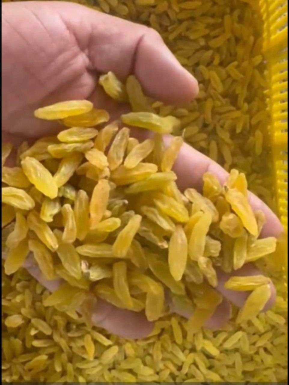 فروش کشمش