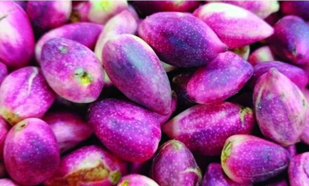 فروش پسته