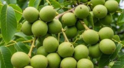 فروش گردو