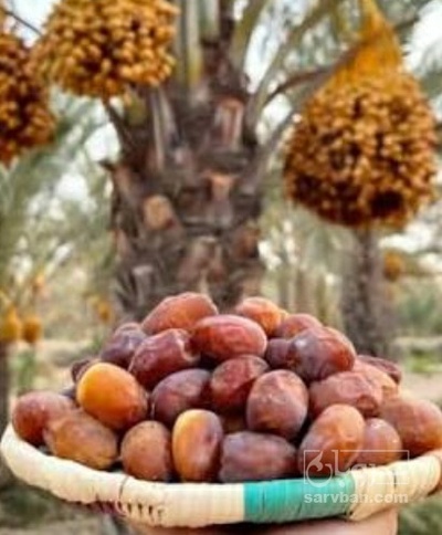 فروش خرما پیارم
