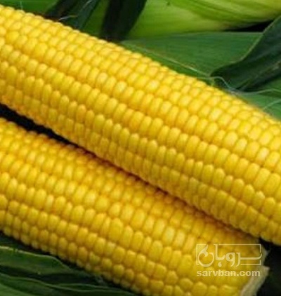 فروش ذرت