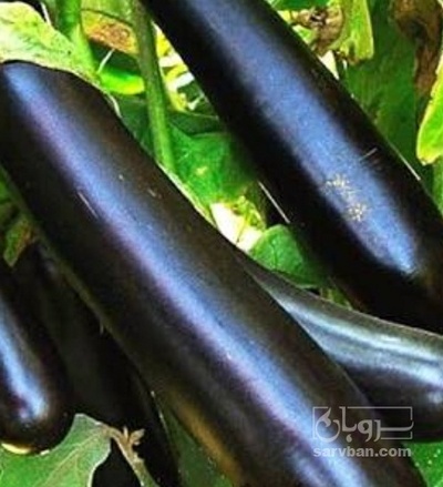 فروش بادمجان