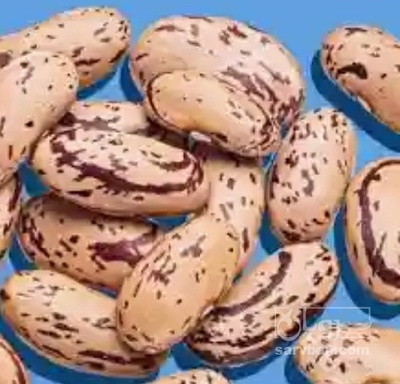 فروش لوبیا چیتی