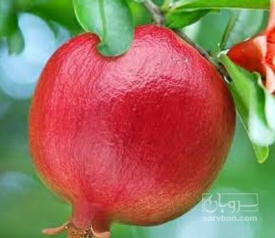فروش انار