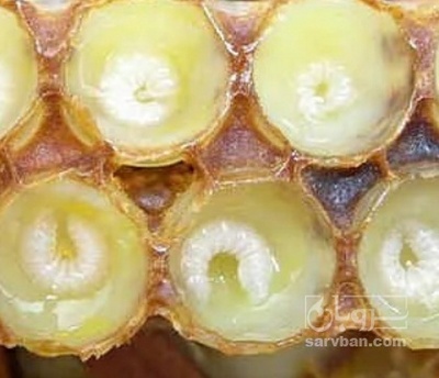 فروش ژل رویال