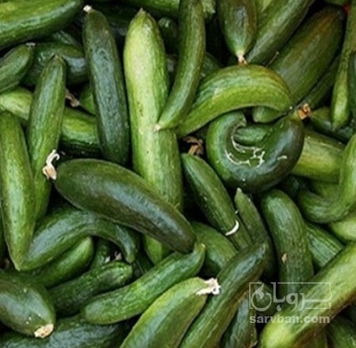 فروش خیار خیار شوری