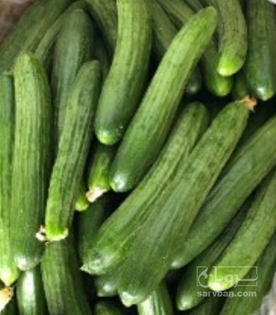فروش خیار تره باری