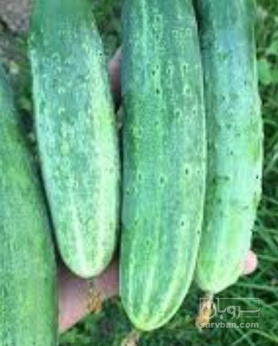 فروش خیار سالادی