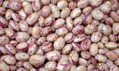 فروش لوبیا چیتی