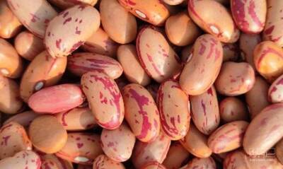 فروش لوبیا چیتی