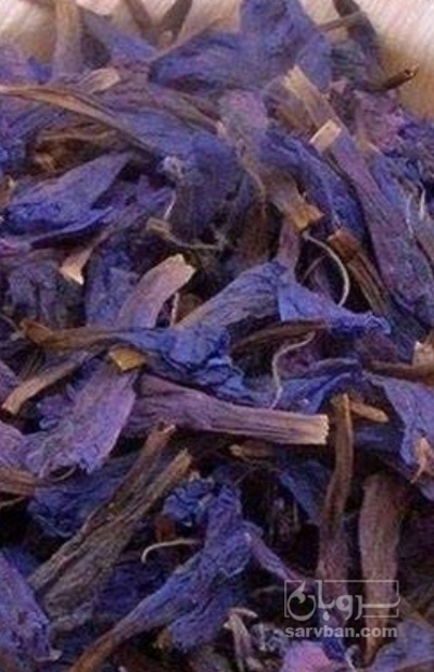فروش گل گاو زبان - گاوزبان (گیاه‌ دارویی)