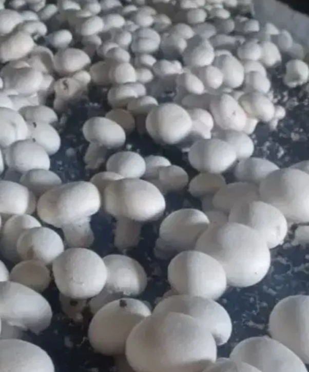 فروش قارچ دکمه ای