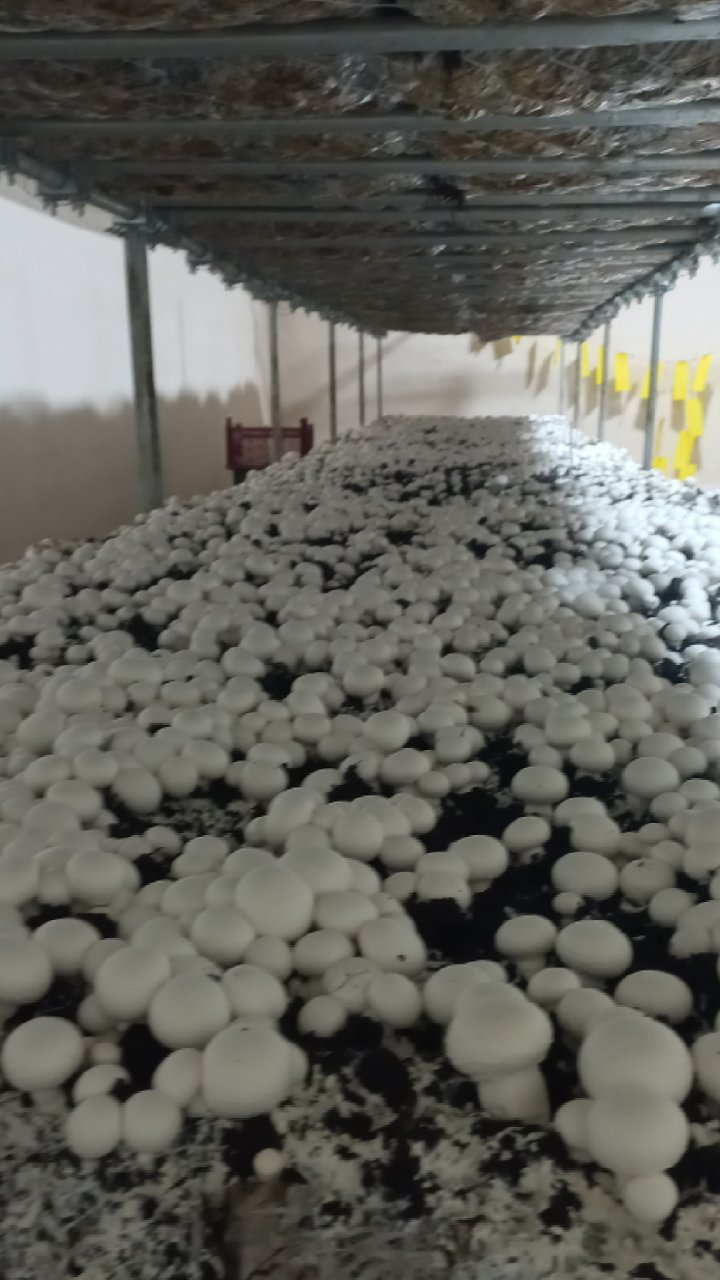 فروش قارچ دکمه ای